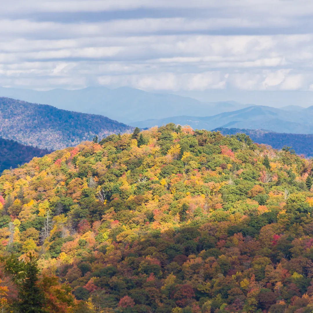 Pisgah National Forest with waterfalls and mountain views near Valley Bear Farms