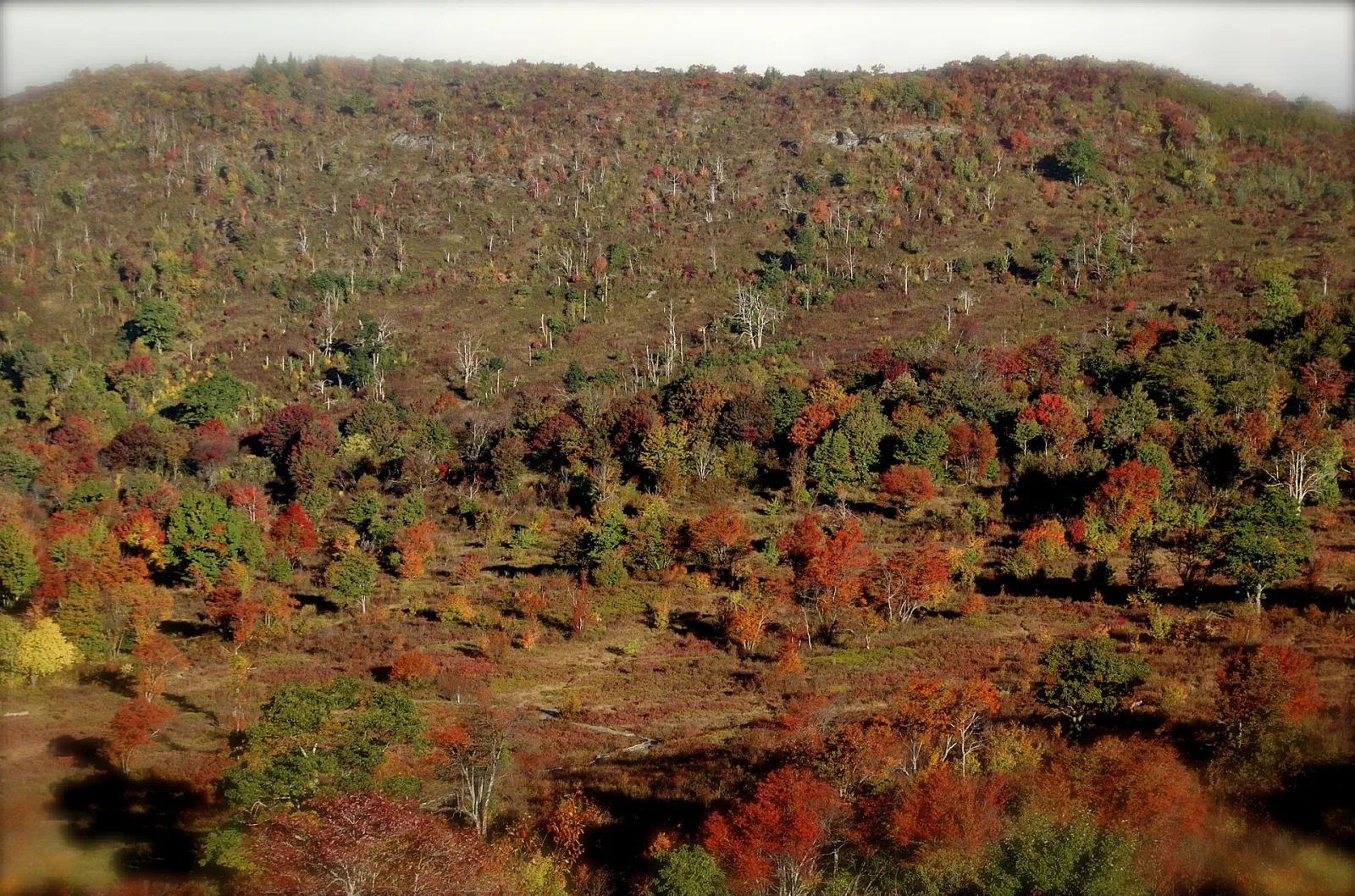 The open meadow of Graveyard Fields along the Blue Ridge Parkway near Brevard