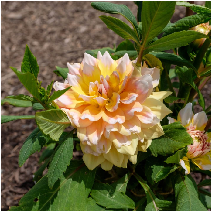 Flower detail at Valley Bear Farms