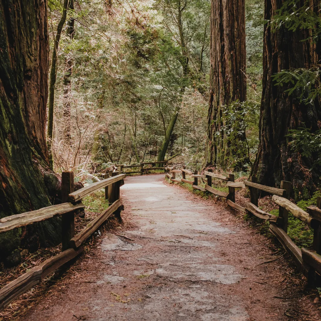Boardwalk trail through the forest near DuPont State Recreational Forest