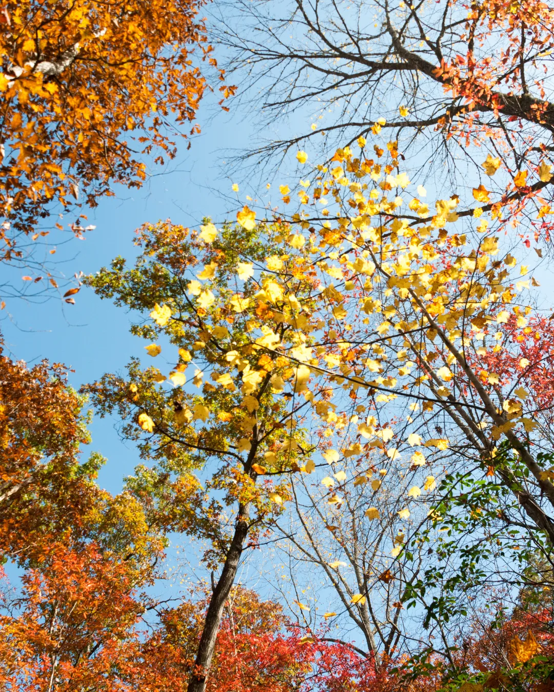 A canopy of yellow and orange fall leaves against a blue sky near Brevard, North Carolina