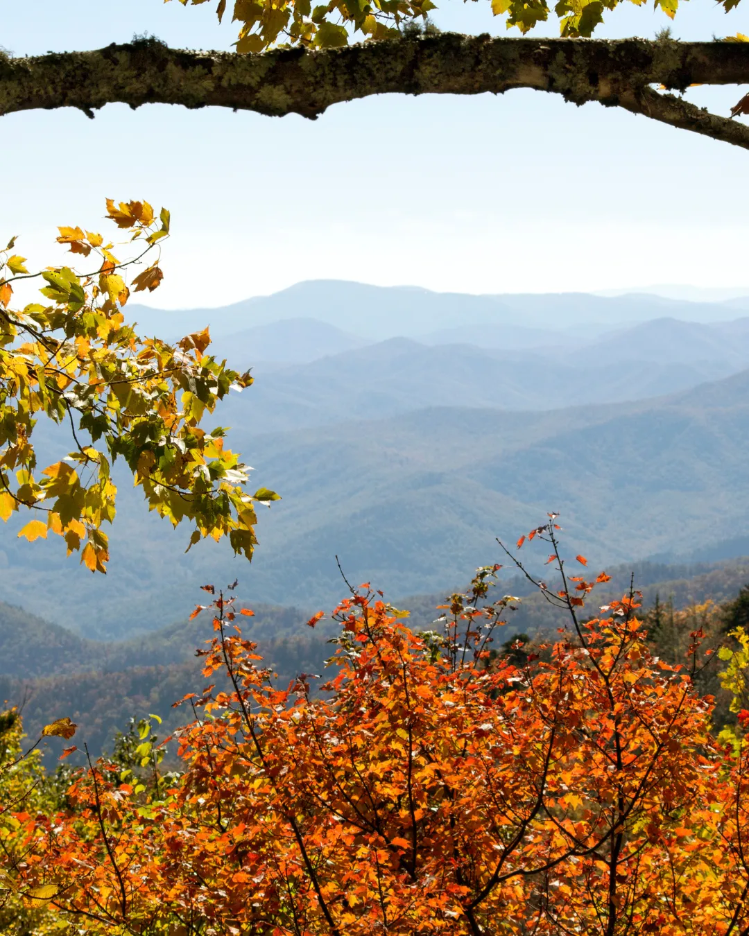 Layered Blue Ridge Mountain ridges framed by orange and yellow fall foliage near Brevard, NC
