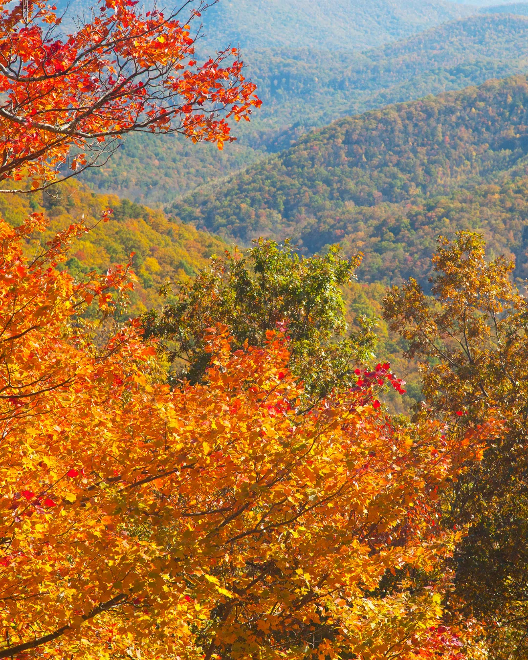 Orange and red fall foliage in the foreground with layered blue mountain ridges behind, near Brevard, NC