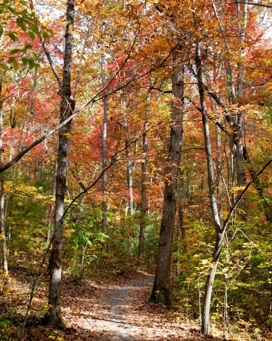 A forest trail running through hardwoods at peak fall color near Brevard, North Carolina