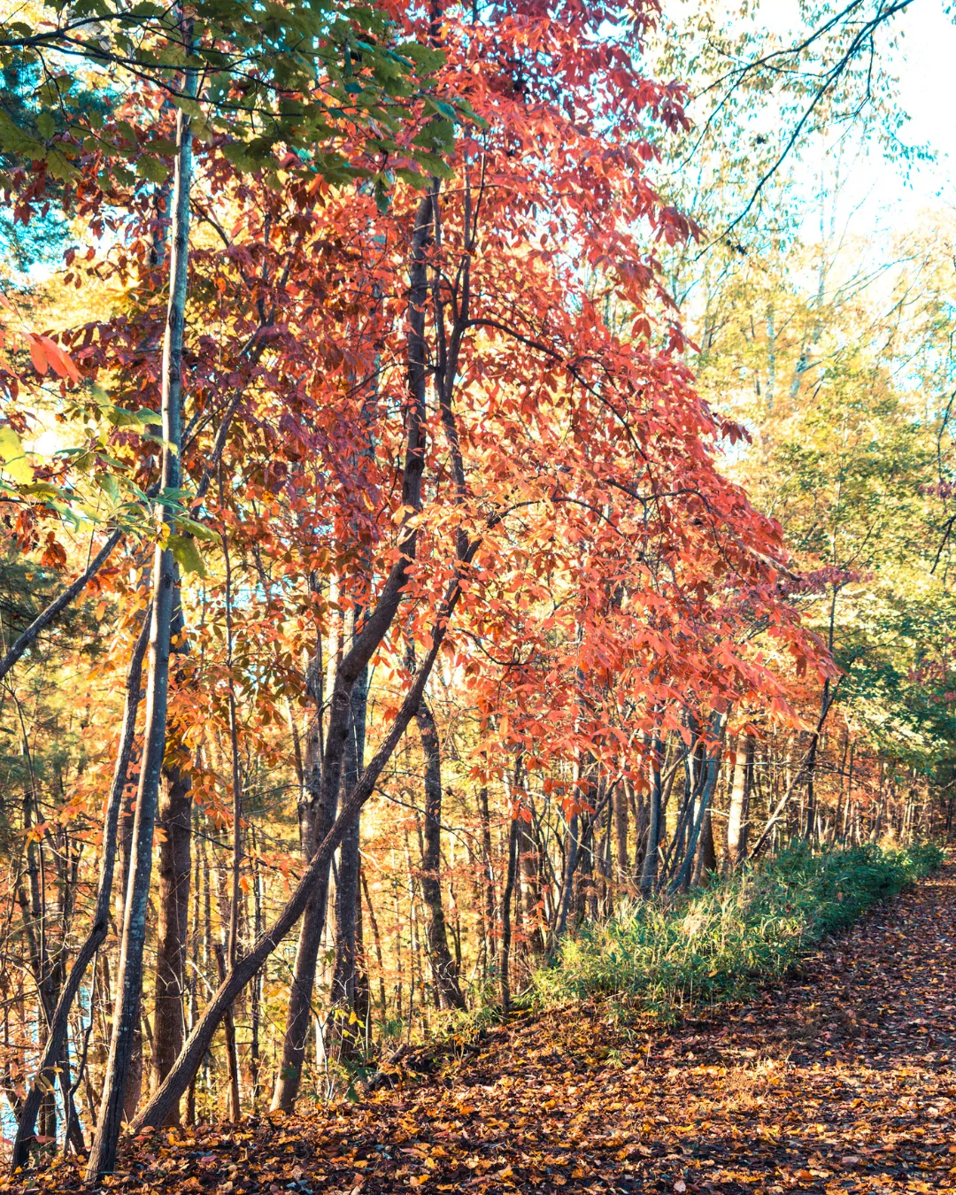 Red fall leaves along a wooded trail near Brevard, North Carolina