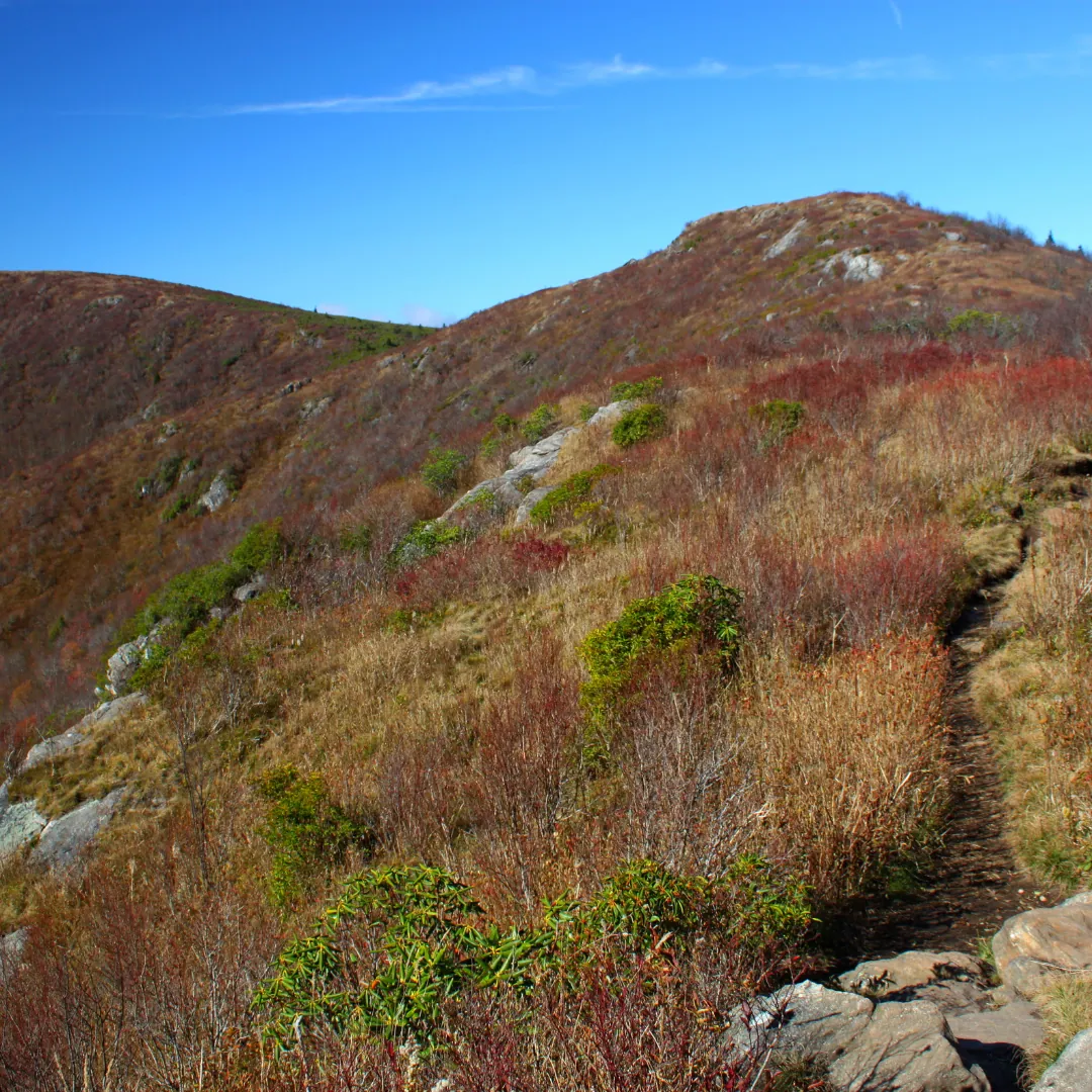 Black Balsam Knob, a grassy wildflower-covered summit on the Art Loeb Trail in Pisgah National Forest