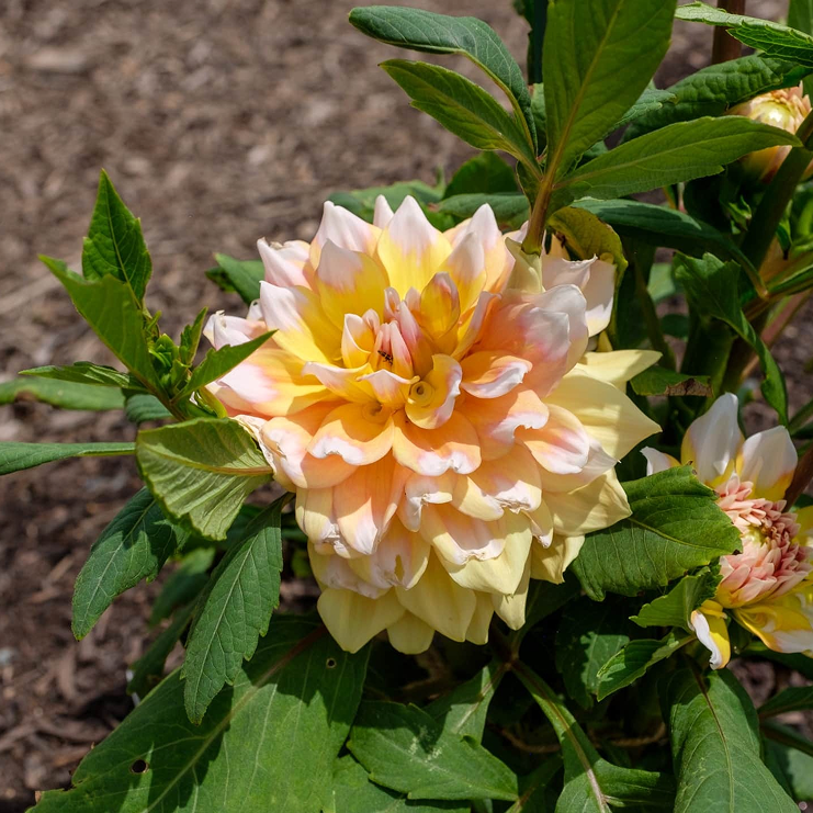 Valley Bear Farms flower garden
