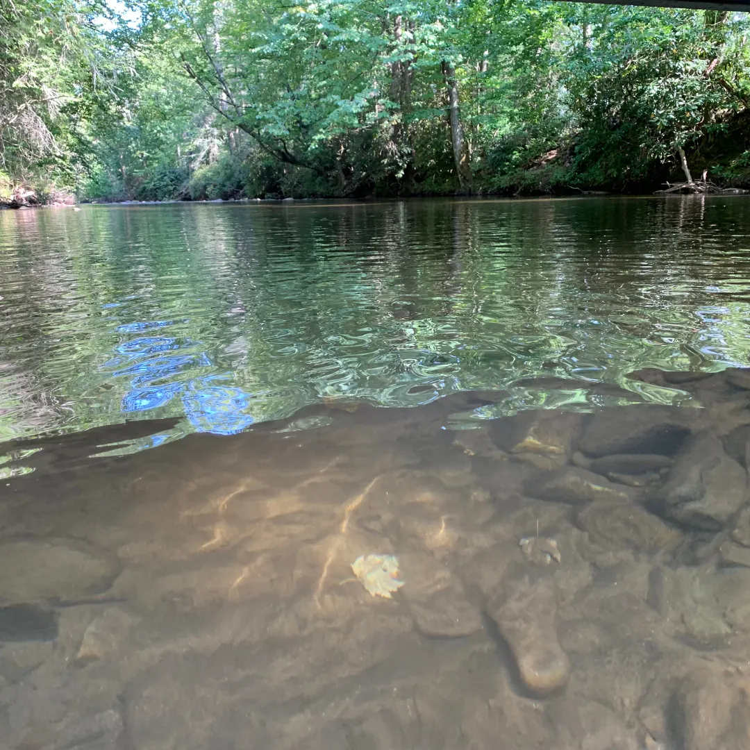 Clear, calm swimming pools along the Davidson River at Sycamore Flats in Pisgah National Forest